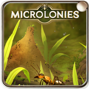 Microlonies - Fourmi Rousse des Prés -02